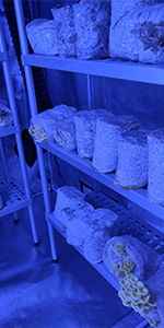 Inoxplast viene utilizzato anche per la conservazione dei funghi
